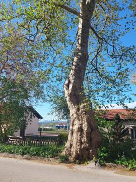 Stare in zdrave, le potrebne nege